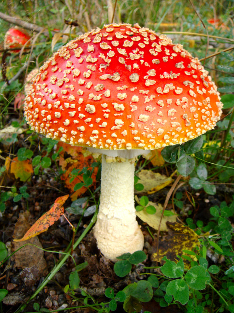 Pictures Of Psilocibin Mushrooms 2